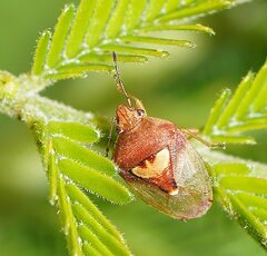 Eupolemus angularis