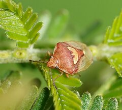 Eupolemus angularis