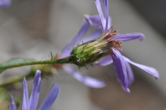 Eucephalus ledophyllus