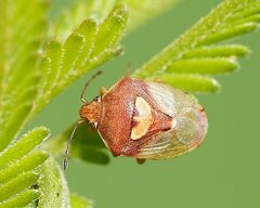 Eupolemus angularis