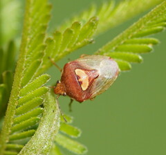 Eupolemus angularis