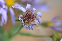 Eucephalus ledophyllus