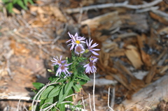 Eucephalus ledophyllus