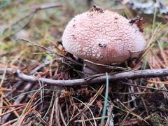 Amanita excelsa