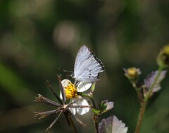 Candalides xanthospilos