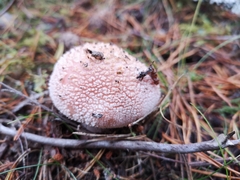 Amanita excelsa