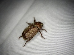 Adoretus tenuimaculatus