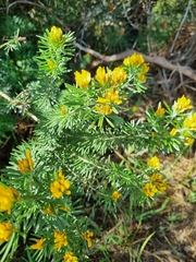 Genista linifolia