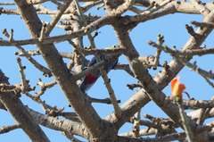 Platycercus adscitus