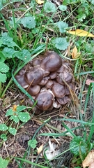 Lyophyllum