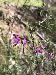 Glycine clandestina