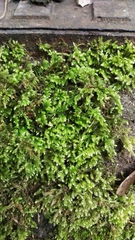 Brachythecium rutabulum