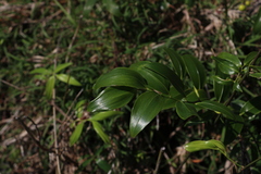 Geitonoplesium cymosum