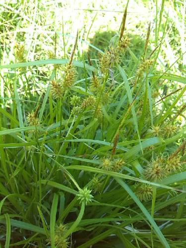 Deam's sedge (Carex ×)