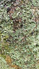 Flavoparmelia caperata