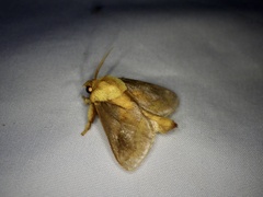 Narosoideus flavidorsalis