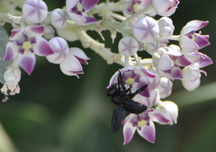 Xylocopa sulcatipes