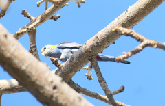 Platycercus adscitus