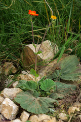 Geum rhodopeum