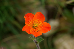Geum rhodopeum
