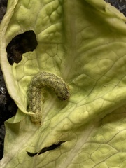 Mamestra brassicae