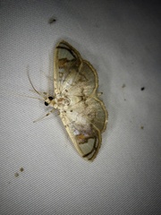 Pycnarmon pantherata