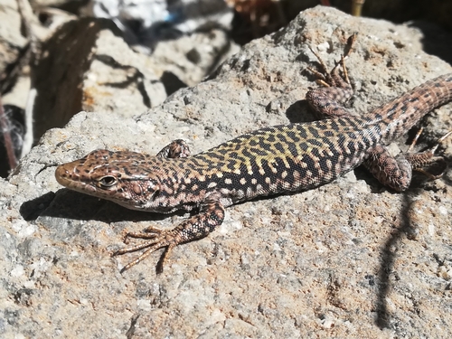 Caucasian Rock Lizard, Darevskia spitzenbergerae