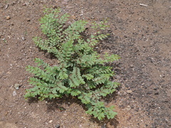 Ziziphus oenopolia