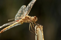 Sympetrum meridionale
