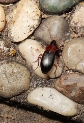 Calathus melanocephalus