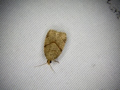 Neocalyptis angustilineata