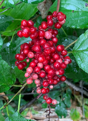 Viburnum dilatatum