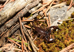 Euscorpius germanus