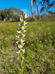 Prasophyllum spicatum