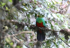 Pharomachrus auriceps