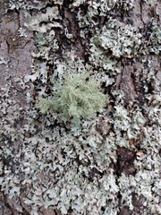 Usnea