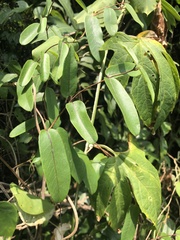 Cryptolepis sinensis