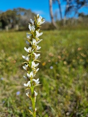 Prasophyllum spicatum