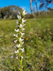 Prasophyllum spicatum
