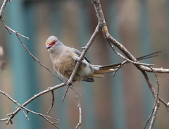 Urocolius indicus transvaalensis