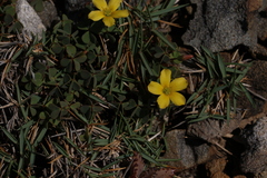 Oxalis rubens