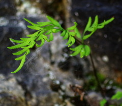 Cryptogramma stelleri