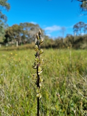 Prasophyllum elatum