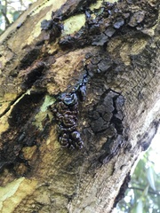Trichoderma viride