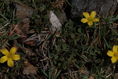 Oxalis rubens