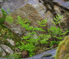 Cryptogramma stelleri