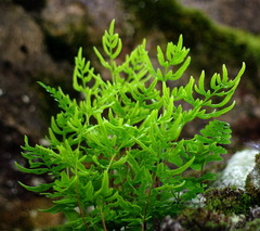 Cryptogramma stelleri