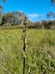 Prasophyllum elatum