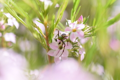 Australomisidia pilula