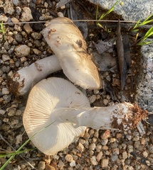 Amarrendiae